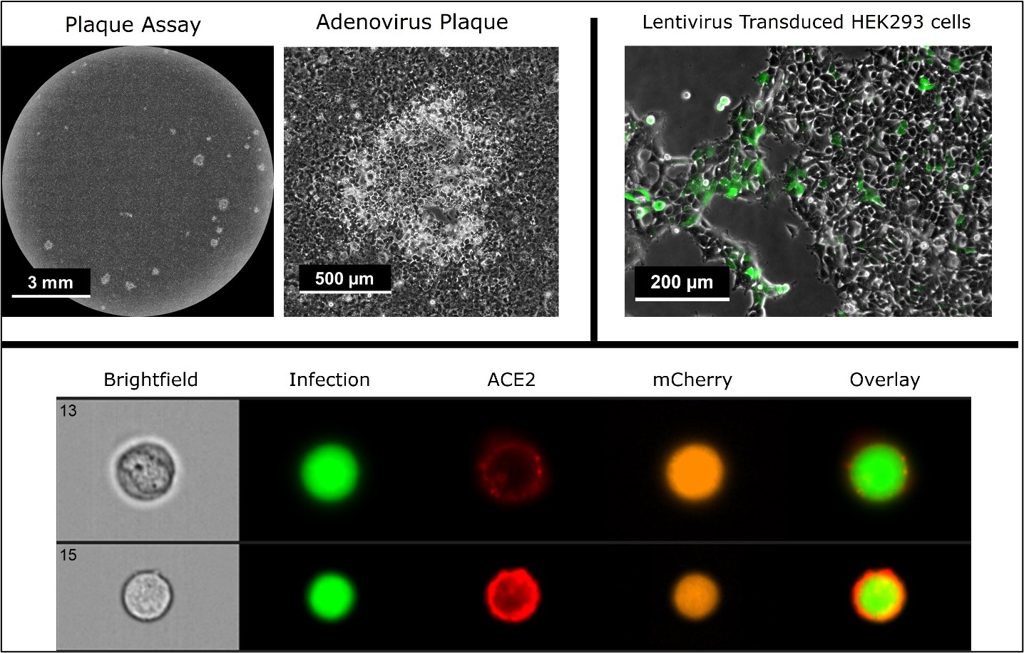 Viral Vector Infectivity Assays