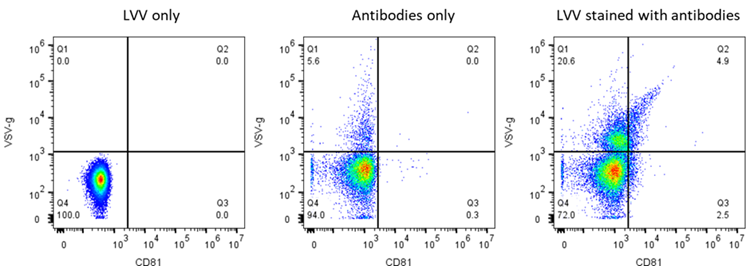 Lentivirus (LVV) characterization using anti-VSV-g and anti-CD81 antibodies 