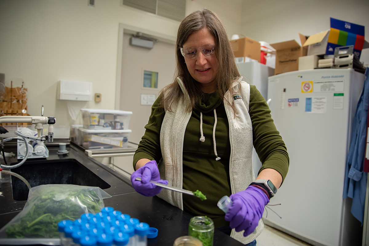 Melissa Phillips wears safety glasses and gloves in the lab as she transfers spinach from a larger to a smaller container.