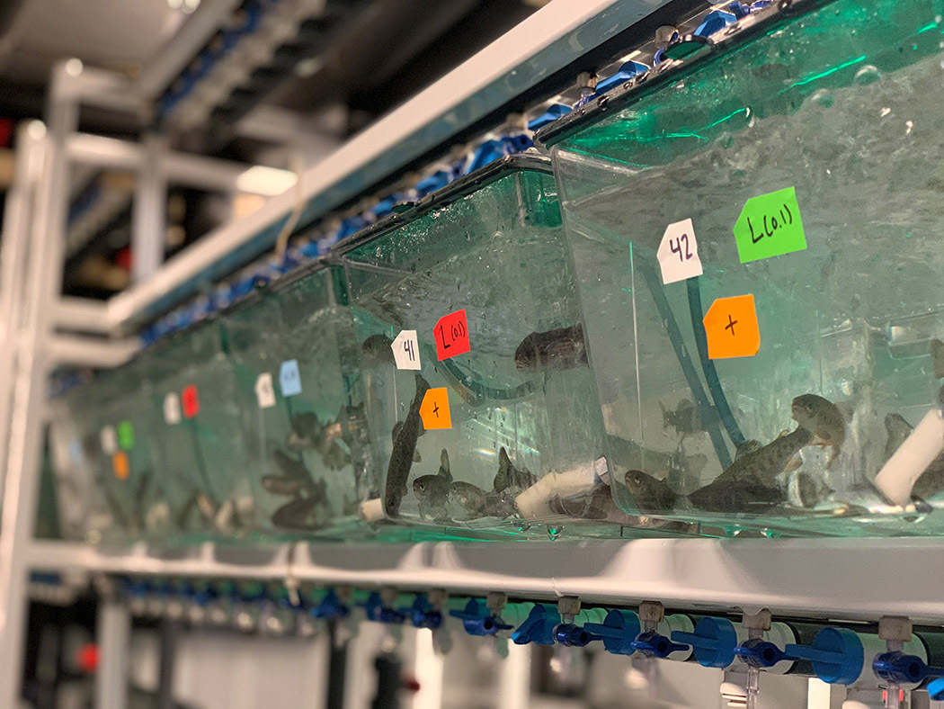 A row of plastic tanks in a lab hold groups of small fish. Colored labels on the tanks display numbers and other markers. 