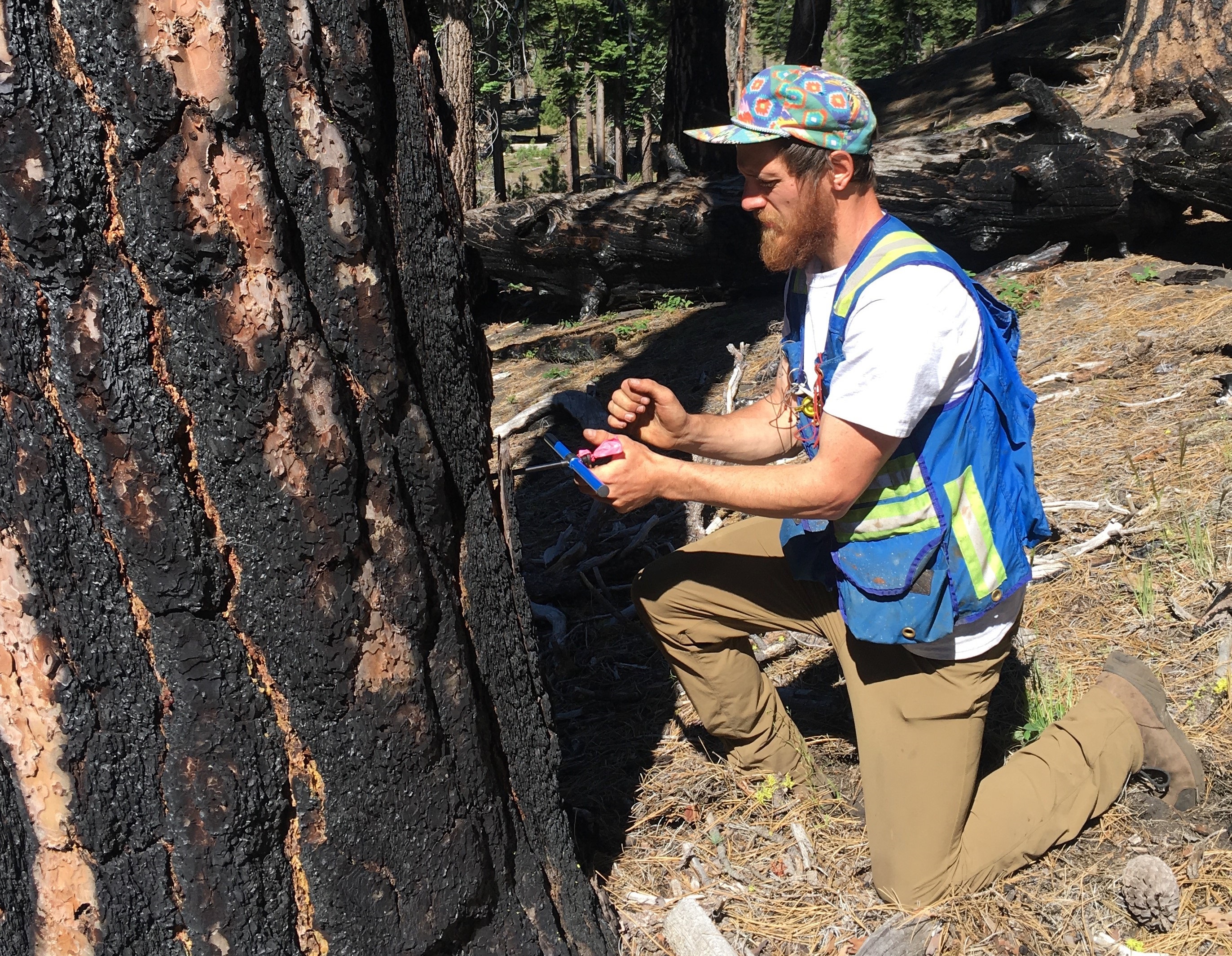 A researcher in a utility vest kneels in front of a large blackened tree, using a small tool to bore into the trunk. 