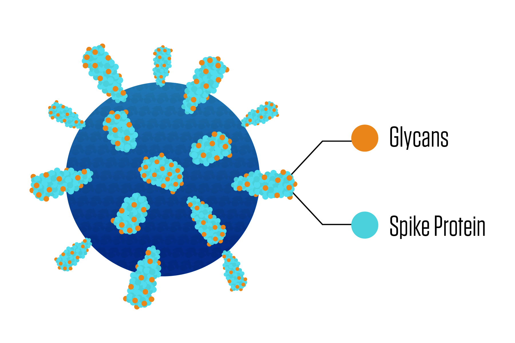 A close-up of a virus particle shows spikes protruding from the particle's surface and blobby sugars that cling to the spikes.