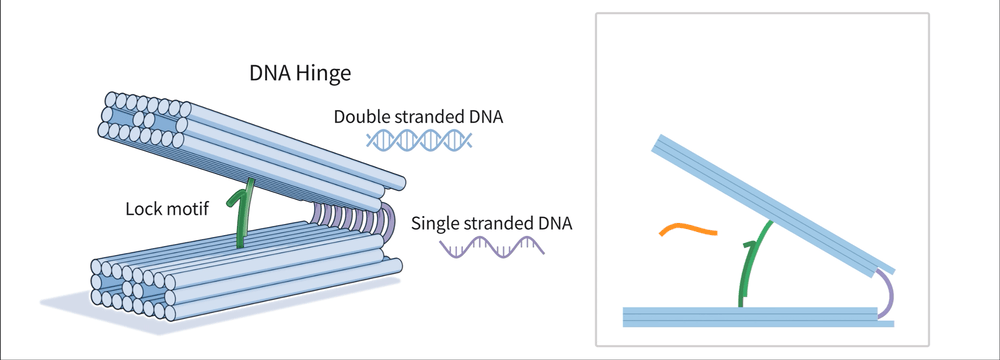 DNA hinge operation animation