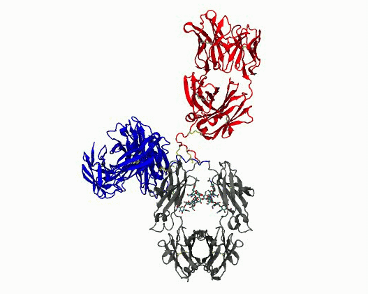 Dynamic motions of NISTmAb
