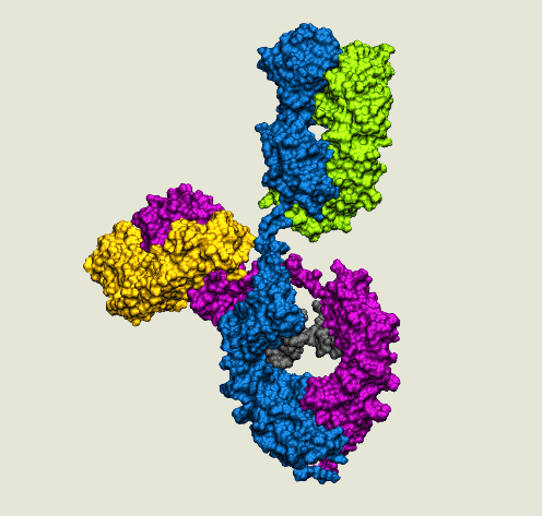 Spinning model of the NISTmAb colored by 2 heavy chains and 2 light chains.