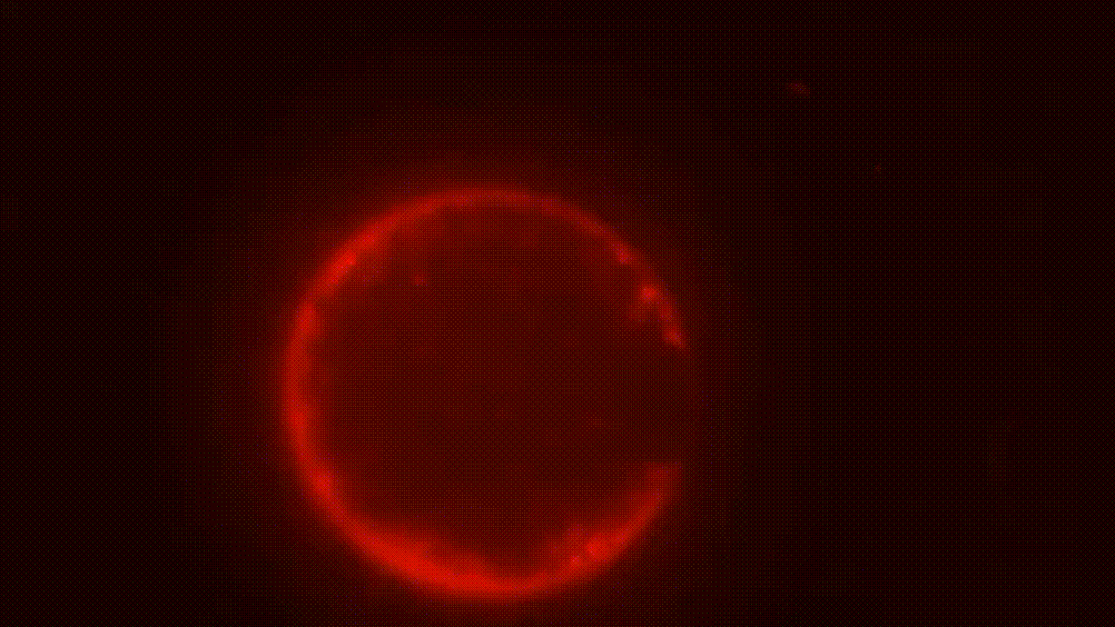 Looping video of a synthetic cell with a glowing red circular membrane slowly moving against a black background.