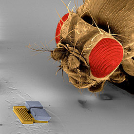 microbot_1.jpg