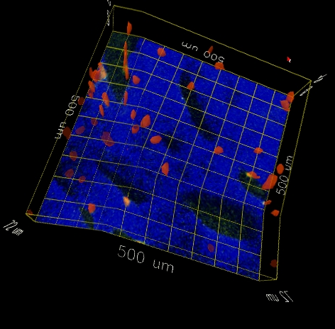 Distortions due to tracker miscalibration in the immersive visualization environment. The grid lines should be straight; they bend at the points where they cross the boundaries between screens in the immersive environment.