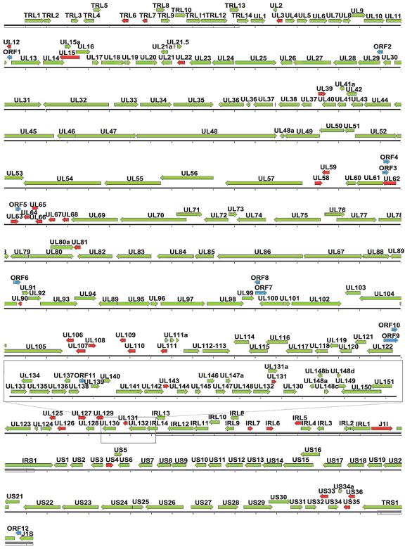 CMV structure detailed