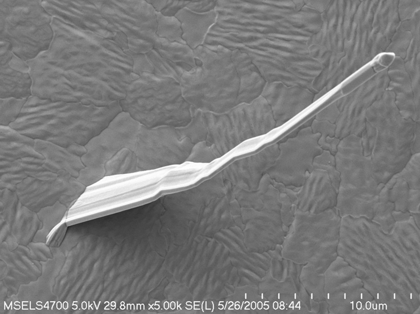 Tin whisker