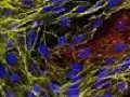 Cells