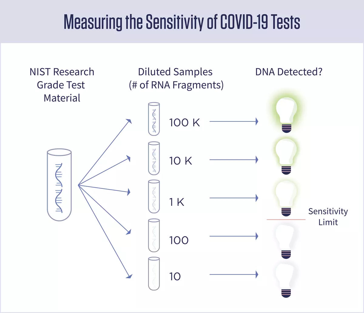 A diagram showing five tubes with decreasing amounts of viral RNA in them. Lightbulbs next to each tube are either glowing or not glowing, indicating positive or negative test results.