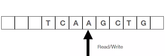 12 boxes. three blank. Next boxes filled in, one letter per box: T, C, A, A, G, C, T, G. Then one blank. Black arrow pointing at second A