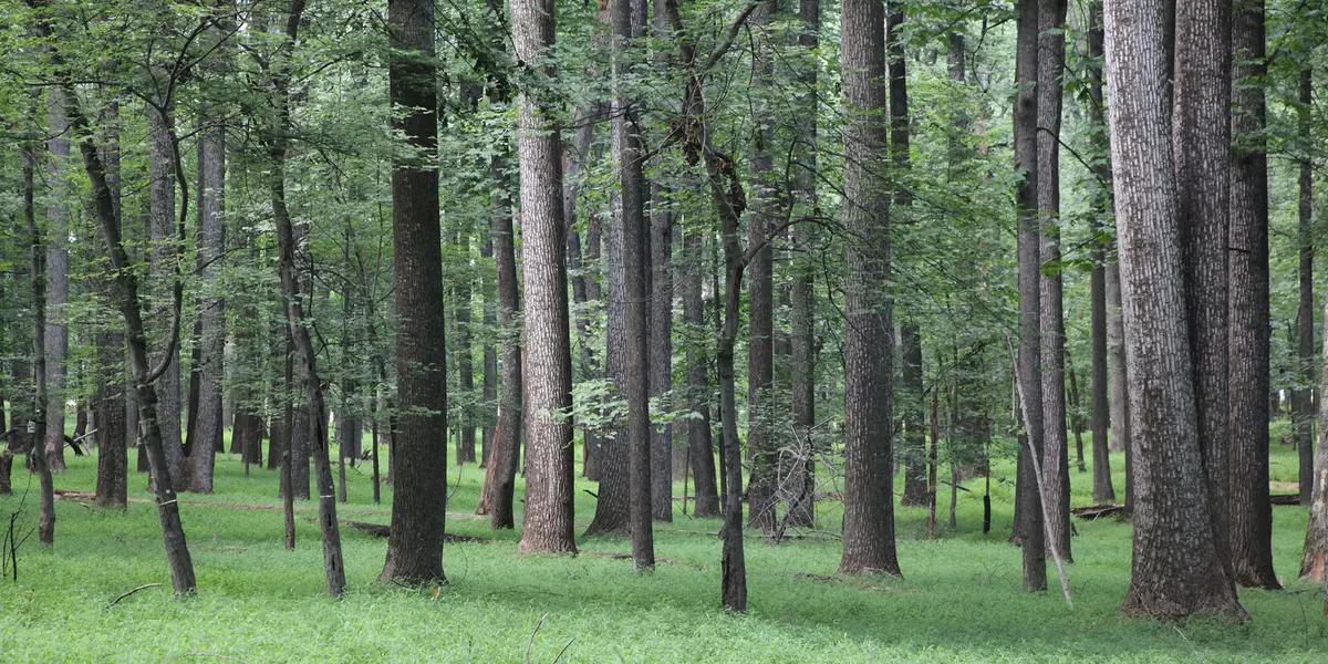 Trees in a forest