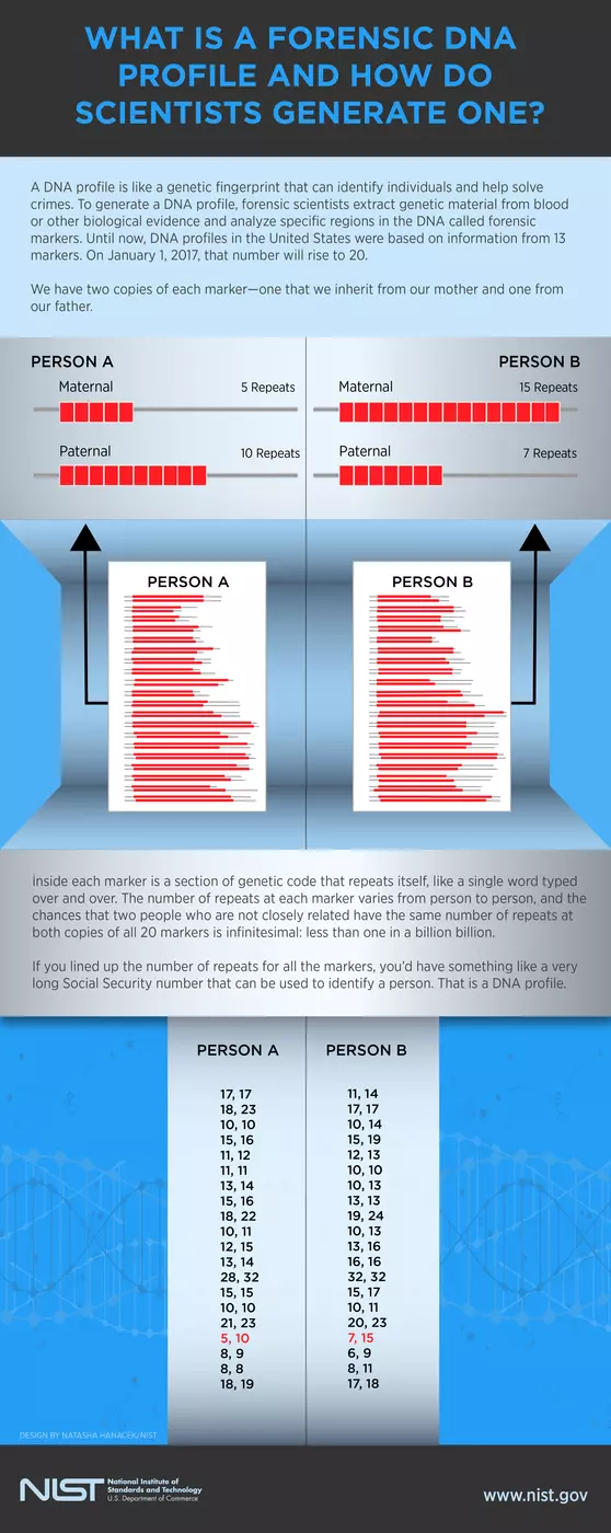 Infographic detailing forensic DNA profiling