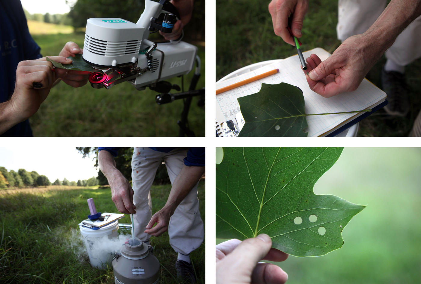 A composite of four close up images of scientists taking measurements and tissue samples from leaves