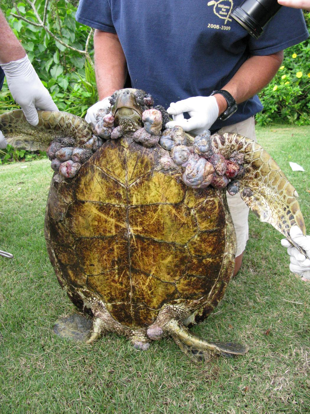 Underside of a turtle with growths