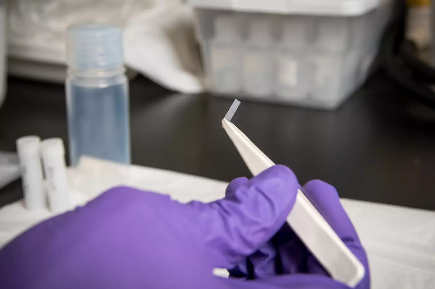 A hand, gloved in a purple, holds a small rectangular piece of enriched silicon in forceps.