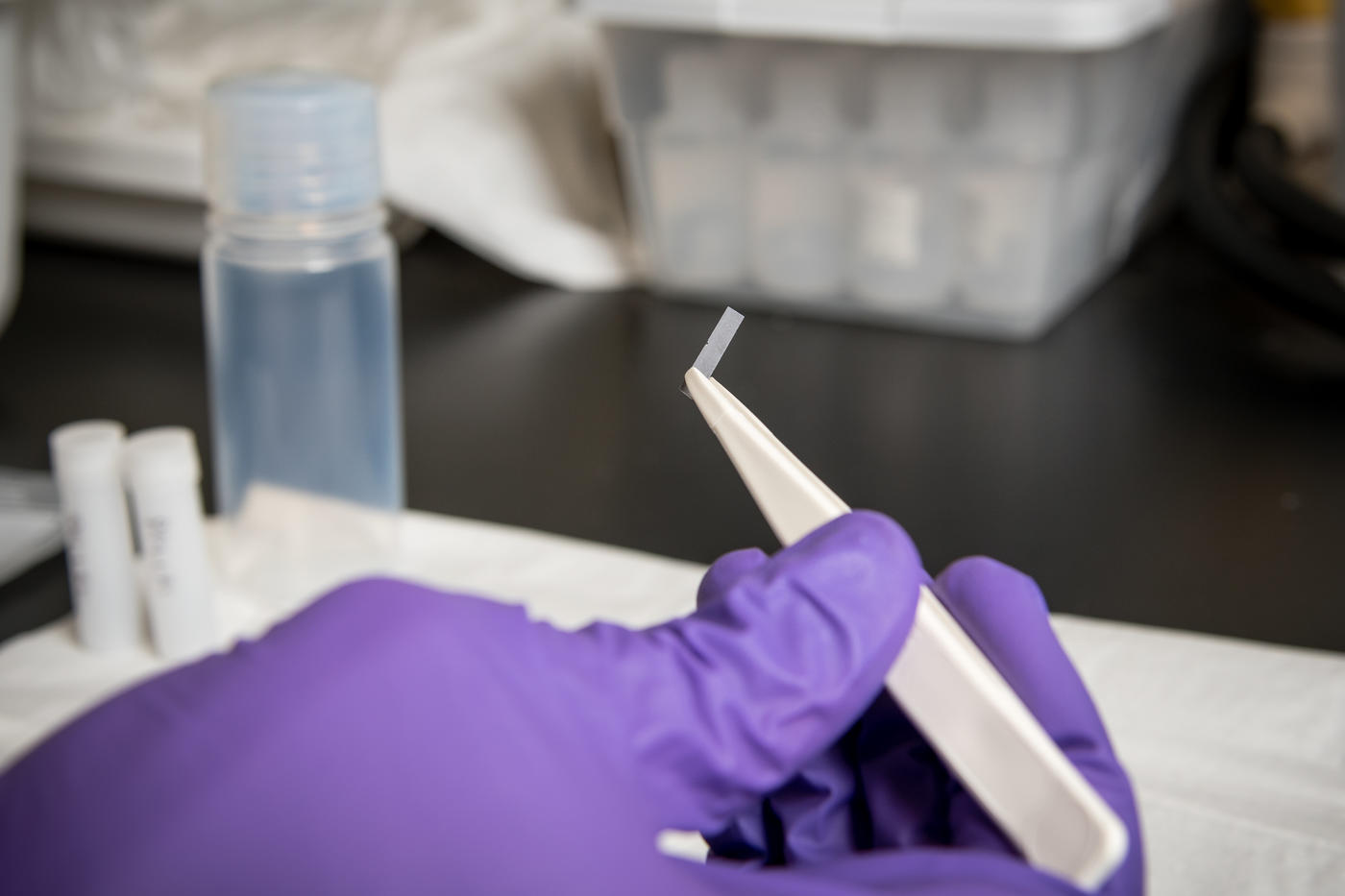 A hand, gloved in a purple, holds a small rectangular piece of enriched silicon in forceps.