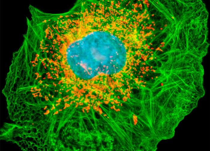 A close-up view of cells that have been labelled with fluorophores in blue, green, red and orange to highlight composition.