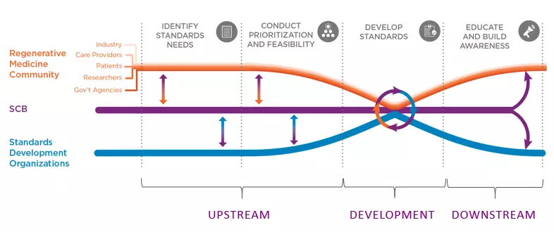 how SCB fits into the standards development process for the regenerative medicine community.