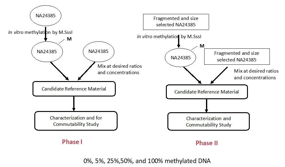 DNA Methylation Phases