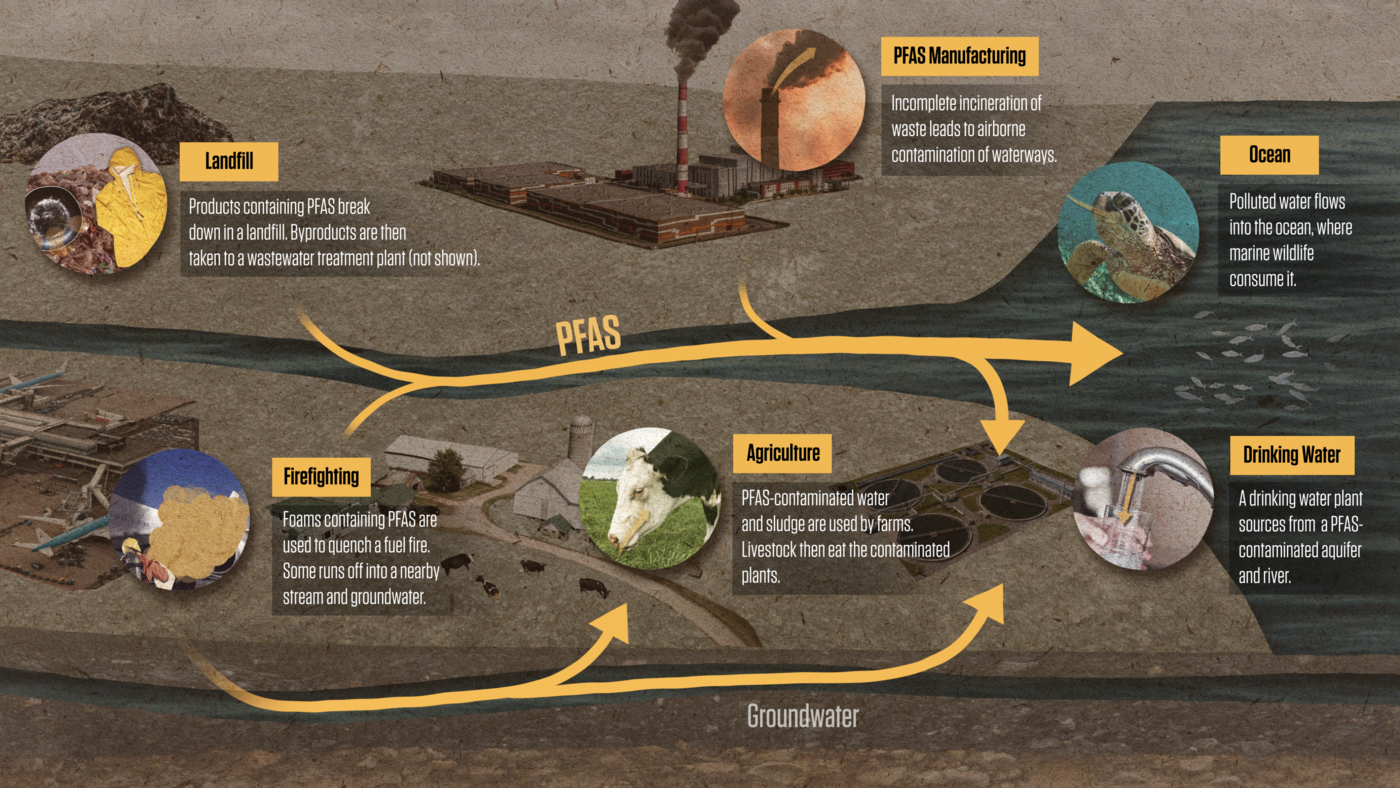 Illustration shows how PFAS from landfills, manufacturing and firefighting foams can contaminate groundwater, agriculture, drinking water and oceans. 