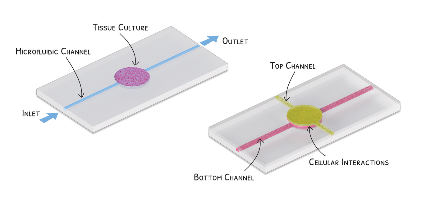 Organ-on-a-chip device illustration