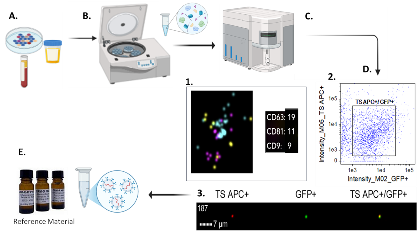 Schematic showing how cell cultures and clinical specimens can be subjected to preparation methods that produce EVs of high quality for flow cytometric and orthogonal characterization to produce candidate EV reference materials.