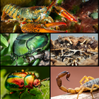 A composite image of multiple creatures, including green beetles, crabs, lobster, scorpion and a mantis shrimp.