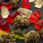 Close-up photo of multicolored gummy bears lying on a surface with cannabis buds interspersed.