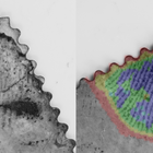 A postage stamp with a fingerprint on it is shown twice, once in black and white and then with different regions colorized.