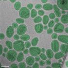 A group of oval-shaped nanoparticles looks like stones on a gray surface.