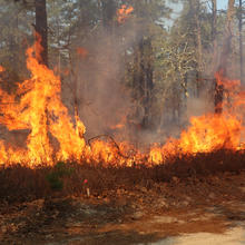 A fire burns along the ground at the edge of a wooded area.