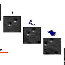 Microscopic beads embedded in a gel surface were used to trace the motion of a gel forming an interface with a liquid.