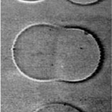 A series of three photos show two liposomes fusing into one.