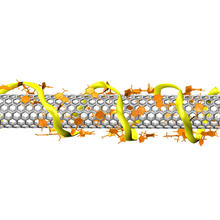 Molecular model shows a single-strand DNA molecule coiled around an armchair carbon nanotube.