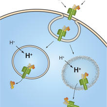 Anthrax toxins