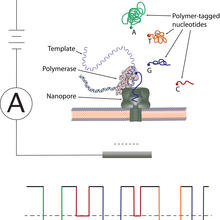 Schematic of an artificial membrane, across which a voltage forces an ionized fluid through the nanopore.