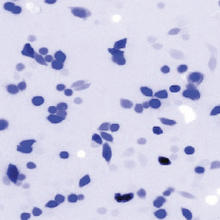 micrograph of human cells