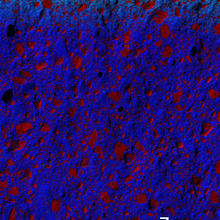 The barely visible blue-green area at the top of this X-ray image of concrete with the NIST nanoadditive shows that very few chloride ions penetrate into the concrete.