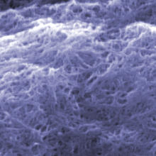 Scanning electron microscope image of 'cleaned' carbon nanotubes at NIST