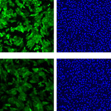 Microscopic photographs showing the level of fluorescence (green images) and the numbers of cells (blue images) at the time the cells were exposed to ricin and 6 hours later.