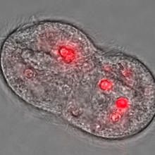 Photomicrograph of ciliate T. pyriformis during cell division with accumulated quantum dots appearing red.