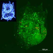 Closeup photomicrograph of rotifer B. calyciflorus with quantum dots assimilated from ingested ciliates appearing red.