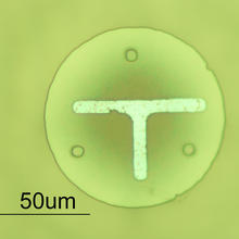 This is a silicon dioxide disk (top view) about the diameter of a human hair (100 µm) that can be pushed across the Nanogram Soccer field of play by the nanosoccer robots. 