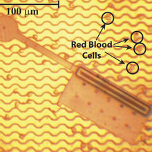 A photograph of a typical nanosoccer robot compared in size to red blood cells. 