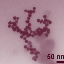 Clusters of roughly 30-nanometer gold nanoparticles imaged by transmission electron microscopy.