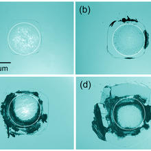 Optical micrographs of contact damage in silicon from cyclic stress showing progressive damage 