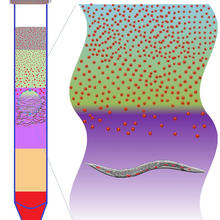 Illustration of setup for separating nanoparticles from organisms